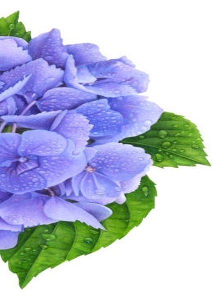 Videolu İthal Mavi Tivoli Ortanca Çiçeği Fidanı 25-45 cm Saksılı Çiçekli Bodur Blue Hydreangea fırsatları