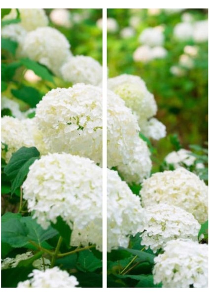 Videolu Beyaz Ortanca Çiçeği Fidanı 40-50 cm Saksıda Çiçekli Bodur Bitkiler White Hydrangea