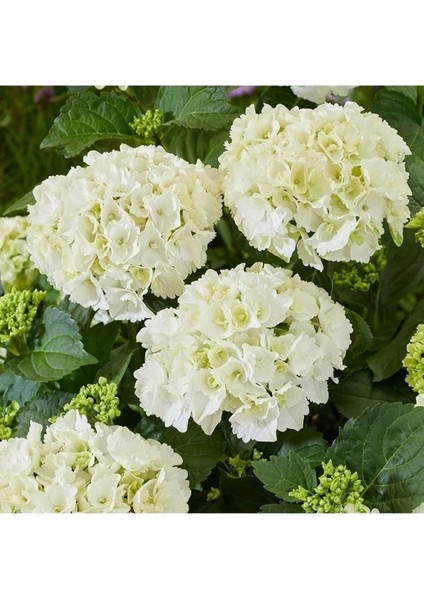 Videolu Beyaz Ortanca Çiçeği Fidanı 40-50 cm Saksıda Çiçekli Bodur Bitkiler White Hydrangea