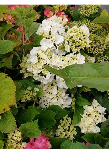 Videolu Beyaz Ortanca Çiçeği Fidanı 40-50 cm Saksıda Çiçekli Bodur Bitkiler White Hydrangea