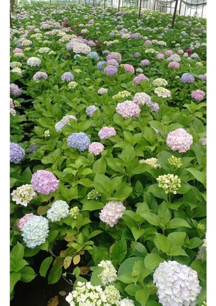Videolu Beyaz Ortanca Çiçeği Fidanı 40-50 cm Saksıda Çiçekli Bodur Bitkiler White Hydrangea