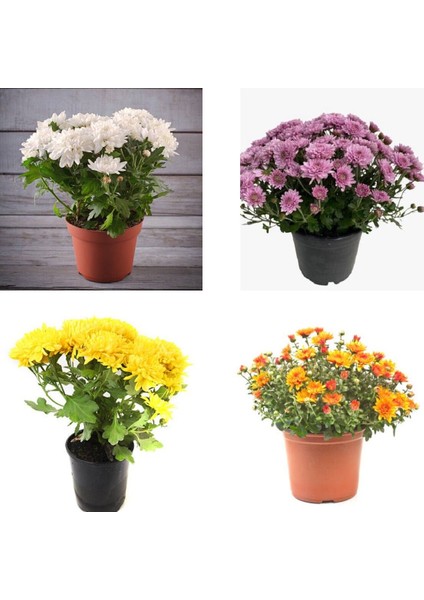 Videolu Rengarenk 4 Adet Kasımpatı Çiçeği 15-25 cm Saksılı (Chrysanthemum)