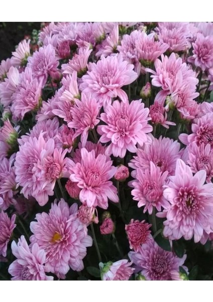 Videolu Rengarenk 4 Adet Kasımpatı Çiçeği 15-25 cm Saksılı (Chrysanthemum) modelleri