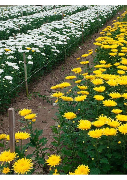 Videolu Rengarenk 4 Adet Kasımpatı Çiçeği 15-25 cm Saksılı (Chrysanthemum) fırsatları