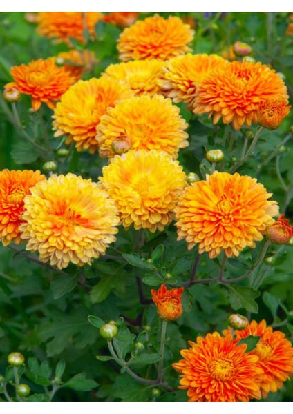 Videolu Canlı Turuncu 1 Adet Kasımpatı Çiçeği 15-25 cm Saksılı (Chrysanthemum)