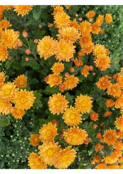 Videolu Canlı Turuncu 1 Adet Kasımpatı Çiçeği 15-25 cm Saksılı (Chrysanthemum) modelleri