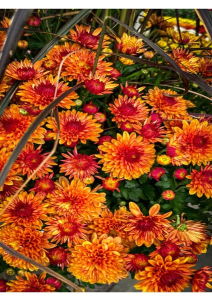Videolu Canlı Turuncu 1 Adet Kasımpatı Çiçeği 15-25 cm Saksılı (Chrysanthemum) fırsatları