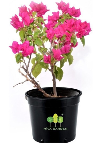 Bougainvillea Spectabilis Çalı Begonvil