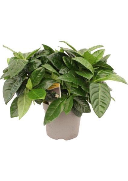 Videolu İthal Muhteşem Kokulu 1 Adet Gardenya Çiçeği 30-45 cm Saksılı (Gardenia Flower)