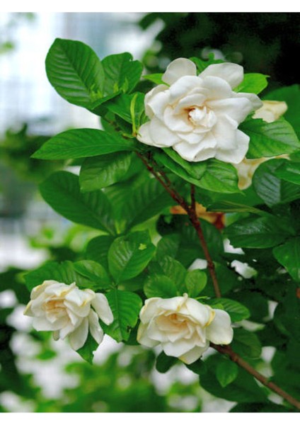 Videolu İthal Muhteşem Kokulu 1 Adet Gardenya Çiçeği 30-45 cm Saksılı (Gardenia Flower)