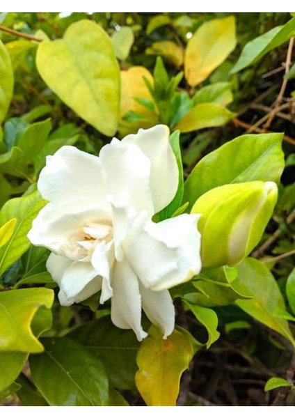 Videolu İthal Muhteşem Kokulu 1 Adet Gardenya Çiçeği 30-45 cm Saksılı (Gardenia Flower)