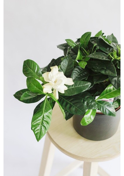 Videolu Müthiş Kokulu Öğretmen Hediyesi Gardenya Çiçeği 1 Adet Saksılı 30-40 cm (Gardenia Flower)