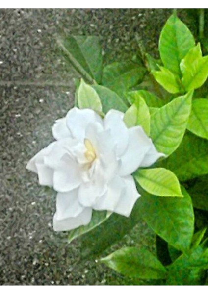 Videolu Müthiş Kokulu Öğretmen Hediyesi Gardenya Çiçeği 1 Adet Saksılı 30-40 cm (Gardenia Flower)