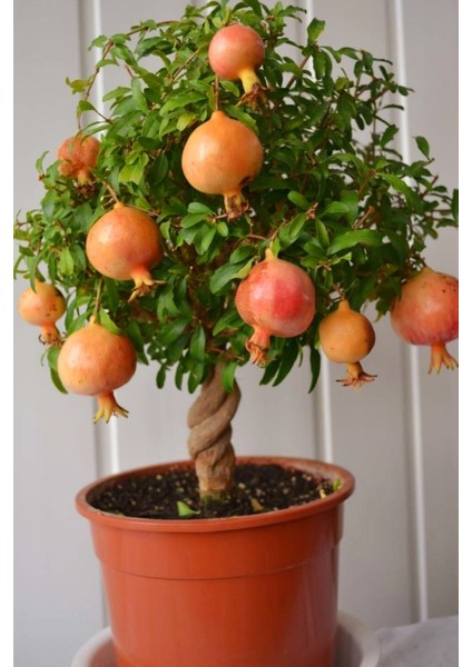 Videolu Bodur Süs Narı Fidanı 25 -30 cm Saksılı Çiçekli Bodur Bitkiler Pomegranate