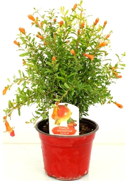 Videolu Bodur Süs Narı Fidanı 25 -30 cm Saksılı Çiçekli Bodur Bitkiler Pomegranate fiyatları