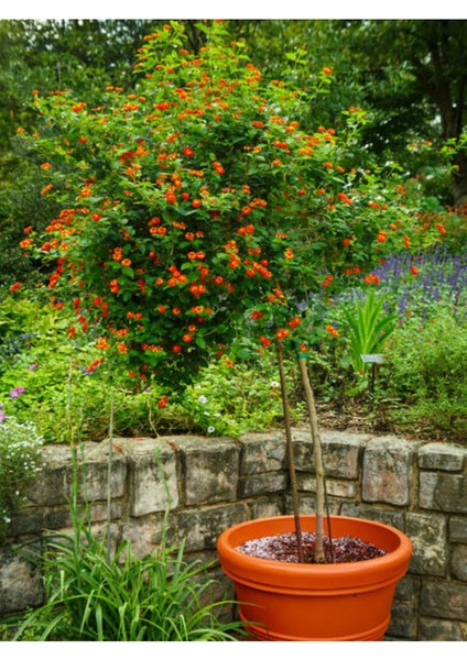 Videolu Bodur Süs Narı Fidanı 25 -30 cm Saksılı Çiçekli Bodur Bitkiler Pomegranate modelleri