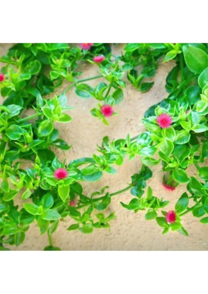 Videolu Mezarlık Çiçeği Uzun Ömürlü 10 Adet Tüplü Çiçekli Bodur Bitkiler Columbine Flower