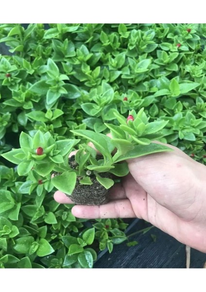 Videolu Mezarlık Çiçeği Uzun Ömürlü 10 Adet Tüplü Çiçekli Bodur Bitkiler Columbine Flower