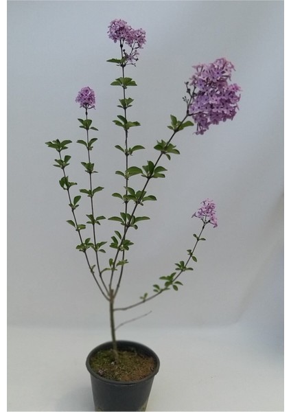 Videolu Mis Kokulu 1 Adet Leylak Ağacı Fidanı 70-120 cm Saksılı (Leilac Tree Sapling) modelleri
