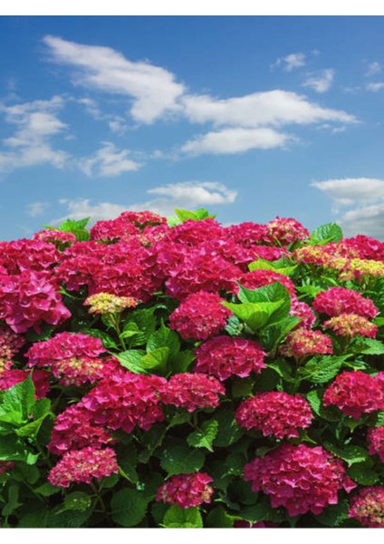 Videolu 2 Adet Kırmızı/beyaz Çiçekli Ortanca Fidan 10-15 cm Tüplü Çiçekli Bodur Red/white Hydrangea
