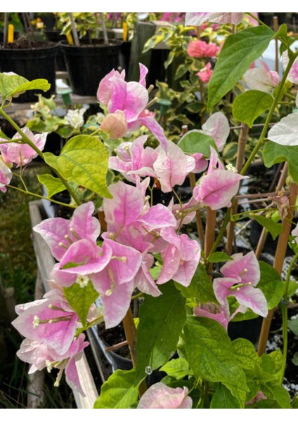 Sarılıcı Çift Renk Alyans Tırmanıcı Begonvil Sarmaşığı Fidanı Bougainvillea fiyatları