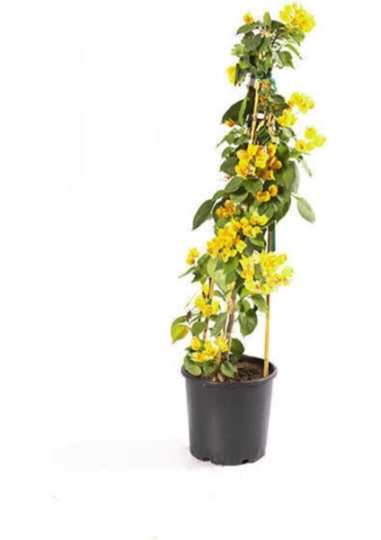 Bougaınvıllea - Begonvil Sarmaşığı Sarı Bougainvillea