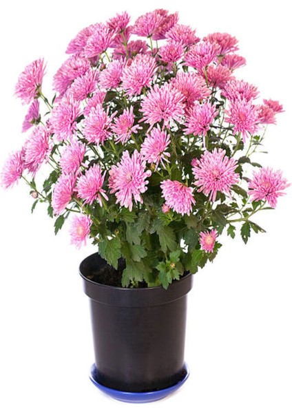 Videolu Açık Pembe Kasımpatı 1 Adet Saksılı 20-40 cm Teras Bitkisi (Chrysanthemum) modelleri