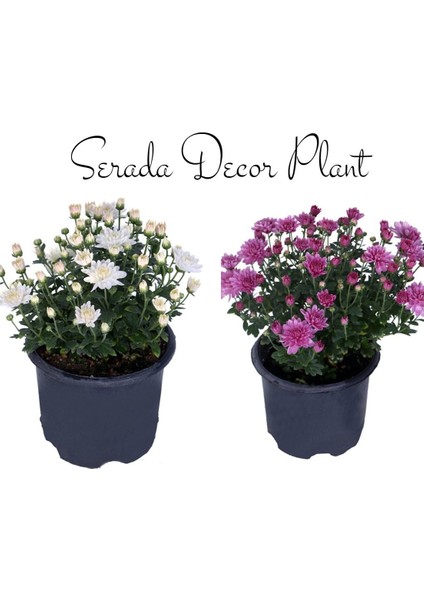 Videolu Kasımpatı Beyaz-Pembe 2 Adet Saksıda 10-20 cm İç Mekan Bitkisi Krizantem(Chrysanthemum)