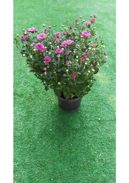 Videolu Pembe Renk Kasımpatı Çiçeği 1 Adet Saksılı 10-20 cm Sonbahar Bitkisi (Chrysanthemum) fırsatları