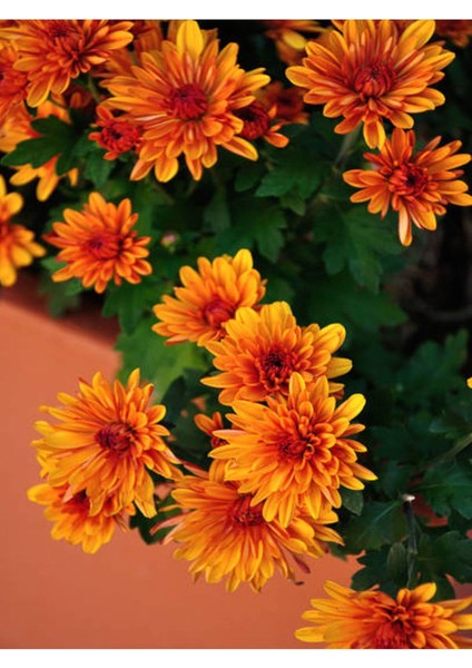 Videolu Turuncu Renkte Kasımpatı 1 Adet Saksılı 10-20 cm Sonbahar Çiçeği (Chrysanthemum)