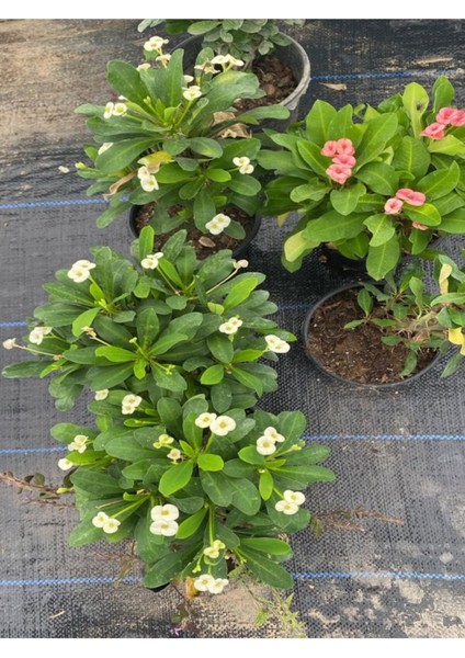 Videolu Sarı Milli Dikenler Tacı 1 Adet Saksılı 10-30 cm Salon Bitkisi Kaktüs (Euphorbia) fiyatları