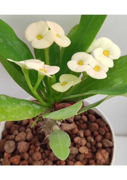 Videolu Beyaz Milli Dikenler Tacı 1 Adet Saksılı 15-40 cm Salon Bitkisi (Euphorbia)