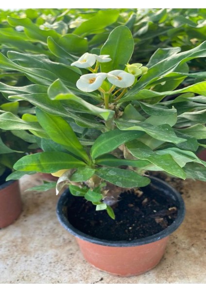 Videolu Beyaz Milli Dikenler Tacı 1 Adet Saksılı 15-40 cm Salon Bitkisi (Euphorbia)