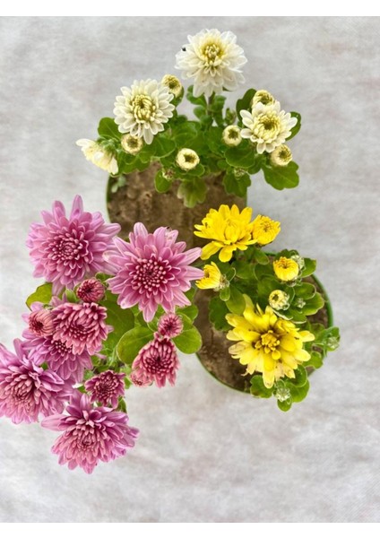 Videolu Mini Kasımpatı Çiçeği 3 Adet Saksıda 10-20 cm 3 Ayrı Renk Bahçe Bitkisi (Khrysanthemum)