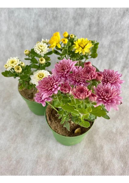 Videolu Mini Kasımpatı Çiçeği 3 Adet Saksıda 10-20 cm 3 Ayrı Renk Bahçe Bitkisi (Khrysanthemum) fiyatları