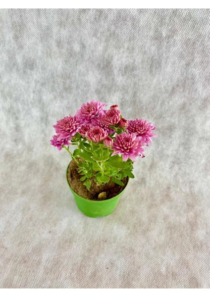 Videolu Mini Kasımpatı Çiçeği 3 Adet Saksıda 10-20 cm 3 Ayrı Renk Bahçe Bitkisi (Khrysanthemum) modelleri