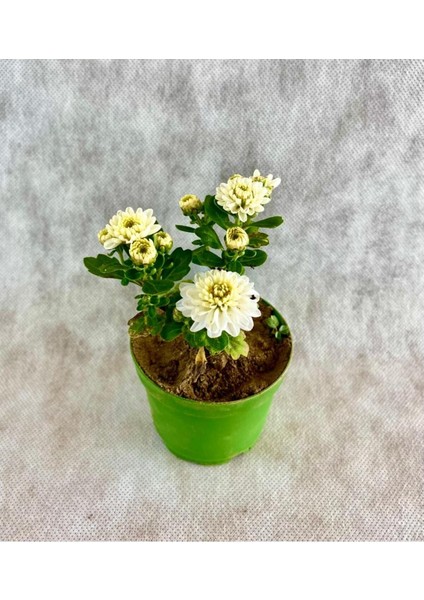 Videolu Mini Kasımpatı Çiçeği 3 Adet Saksıda 10-20 cm 3 Ayrı Renk Bahçe Bitkisi (Khrysanthemum) fırsatları