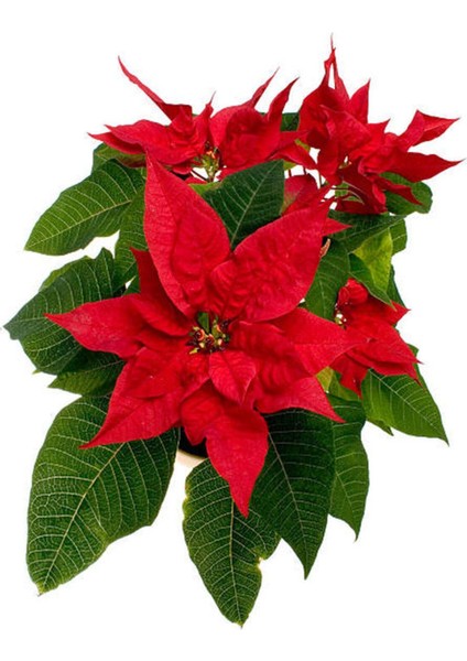 Videolu Atatürk Çiçeği Sevgililer Günü Hediyesi 1 Adet Saksılı 40-70 cm Ofis Bitkisi (Poinsettia)