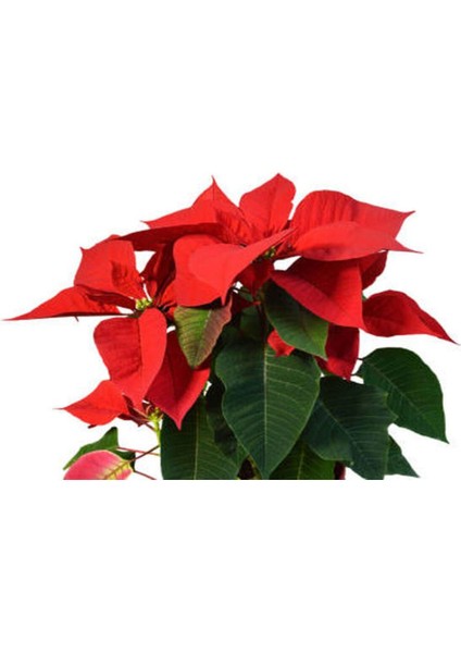Videolu Atatürk Çiçeği Sevgililer Günü Hediyesi 1 Adet Saksılı 40-70 cm Ofis Bitkisi (Poinsettia) modelleri