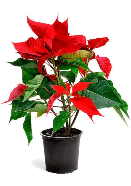 Videolu Atatürk Çiçeği Sevgililer Günü Hediyesi 1 Adet Saksılı 40-70 cm Ofis Bitkisi (Poinsettia) fırsatları