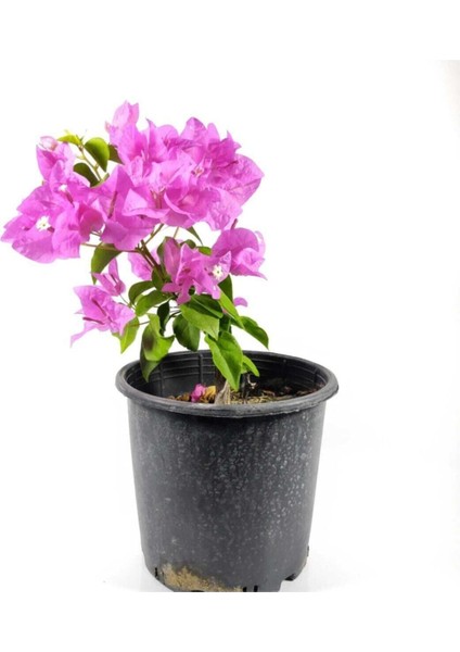 Videolu Mor Begonvil Fidanı Bahçe Balkon Teras Bitkisi (30 60 cm)1 Adet Saksılı Bougainvillea