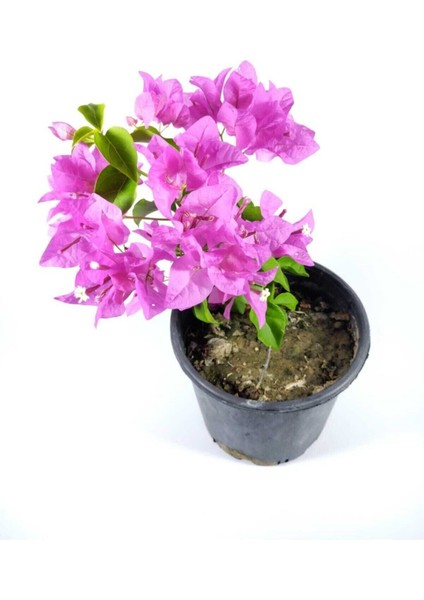 Videolu Mor Begonvil Fidanı Bahçe Balkon Teras Bitkisi (30 60 cm)1 Adet Saksılı Bougainvillea