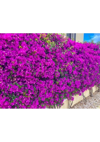 Videolu Mor Begonvil Fidanı Bahçe Balkon Teras Bitkisi (30 60 cm)1 Adet Saksılı Bougainvillea