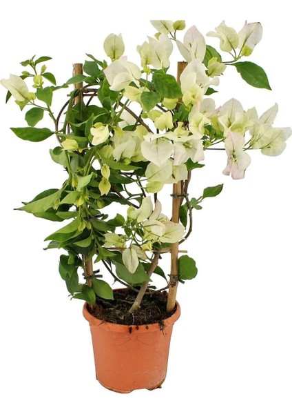 Beyaz Alacalı Benjamin Bitkisi+ Beyaz Begonvil+ Mezem Çiçeği