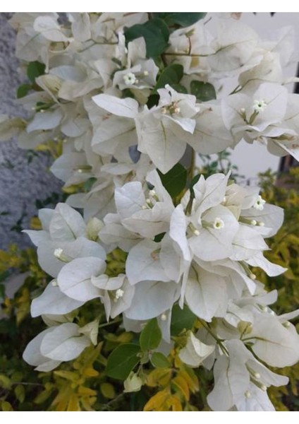 Beyaz Alacalı Benjamin Bitkisi+ Beyaz Begonvil+ Mezem Çiçeği fiyatları