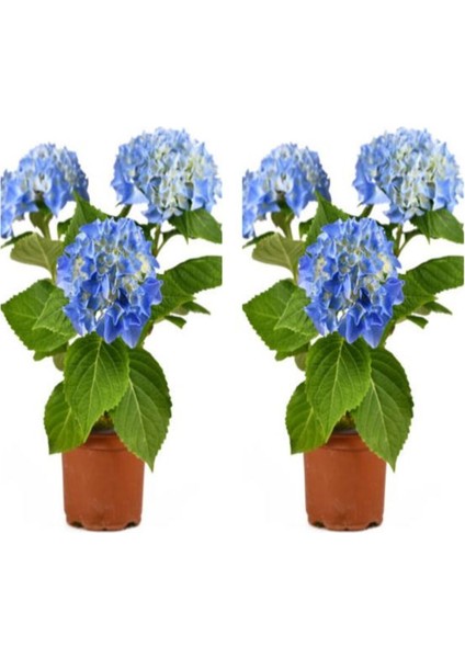 Videolu 2 Adet Mavi Çiçekli Ortanca Fidanı 30-55 cm Tüplü Çiçekli Bodur Bitkiler Blue Hydrangea