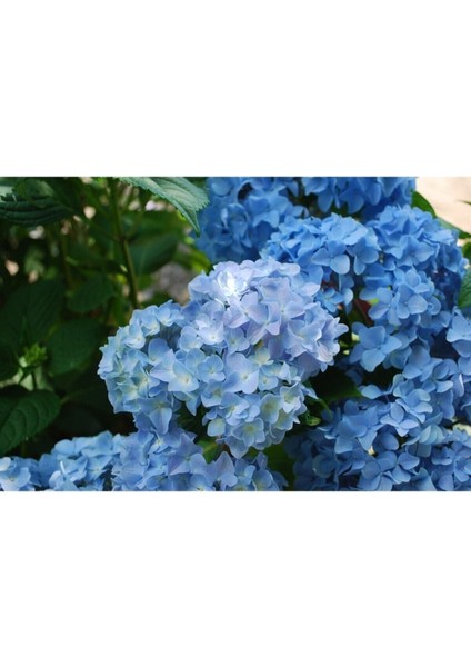 Videolu 2 Adet Mavi Çiçekli Ortanca Fidanı 30-55 cm Tüplü Çiçekli Bodur Bitkiler Blue Hydrangea