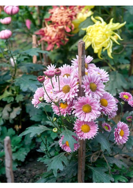 Videolu Canlı Pembe 5 Adet Kasımpatı Çiçeği Saksılı 15-25 cm (Chrysanthemum)