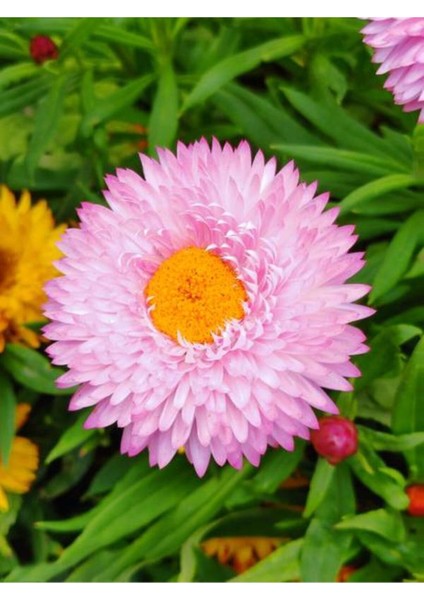 Videolu Canlı Pembe 5 Adet Kasımpatı Çiçeği Saksılı 15-25 cm (Chrysanthemum) modelleri