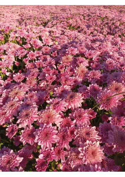 Videolu Canlı Pembe 5 Adet Kasımpatı Çiçeği Saksılı 15-25 cm (Chrysanthemum) fırsatları